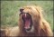 Lion in the Ngorongoro Crater